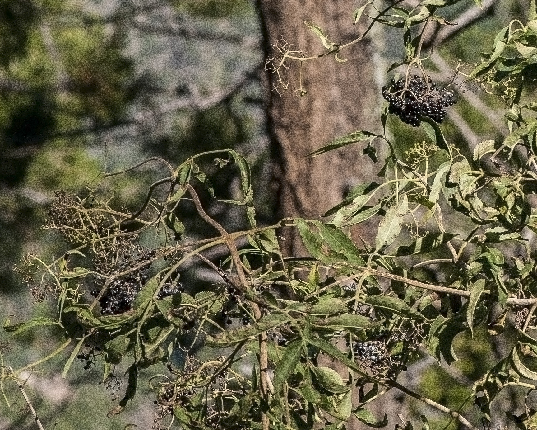 Blue Elderberry Fruit