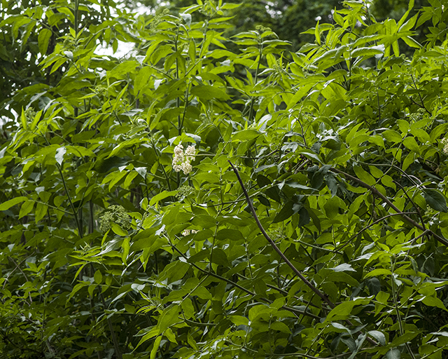 Blue Elderberry Plant