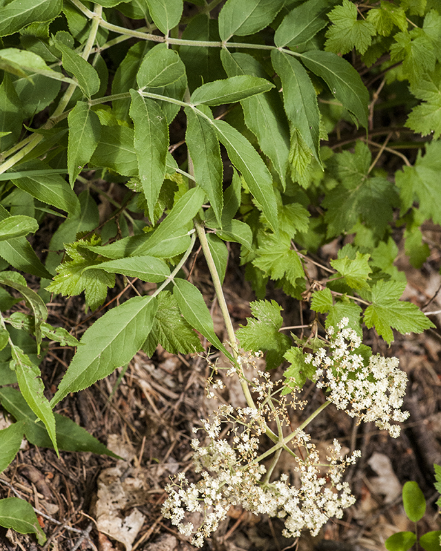 Blue Elderberry Plant