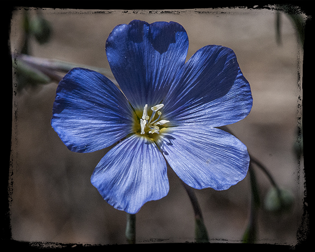 Blue Flax Flower