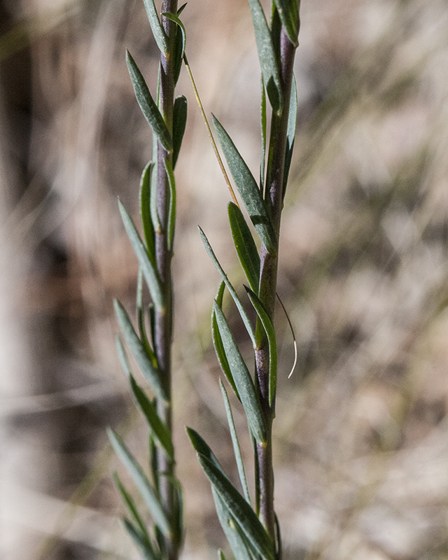 Blue Flax Leaves