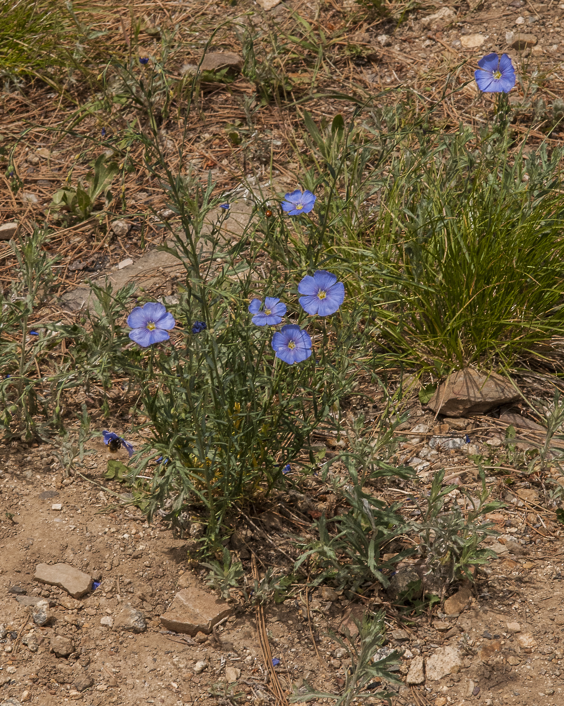 Blue Flax Plant
