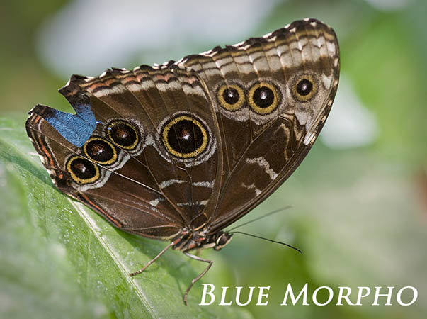 Blue Morpho