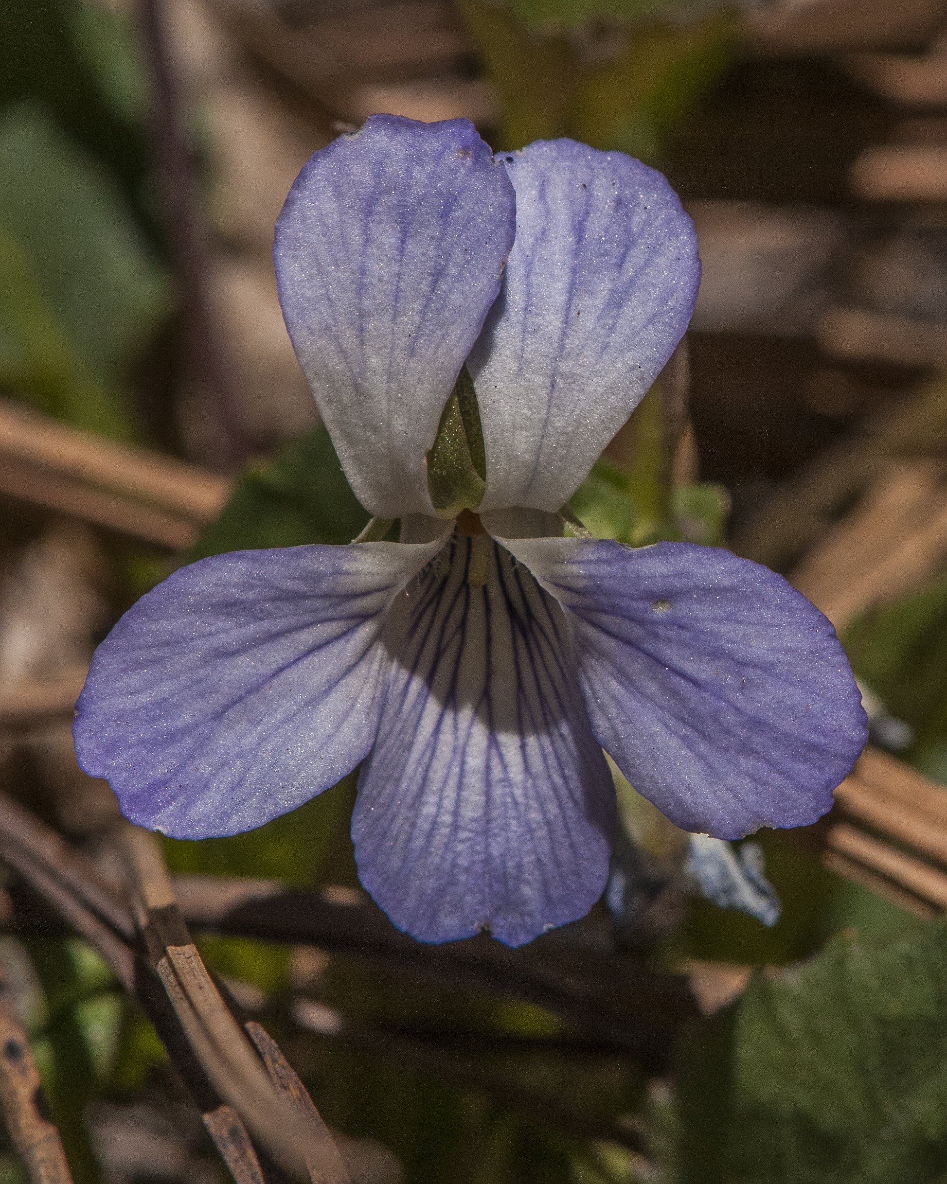 Blue Violet Flower