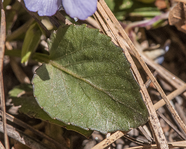 Blue Violet Leaves