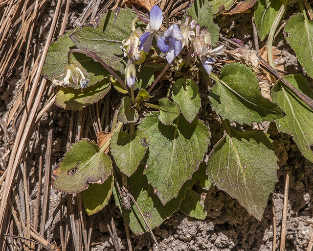 Blue Violet Plant