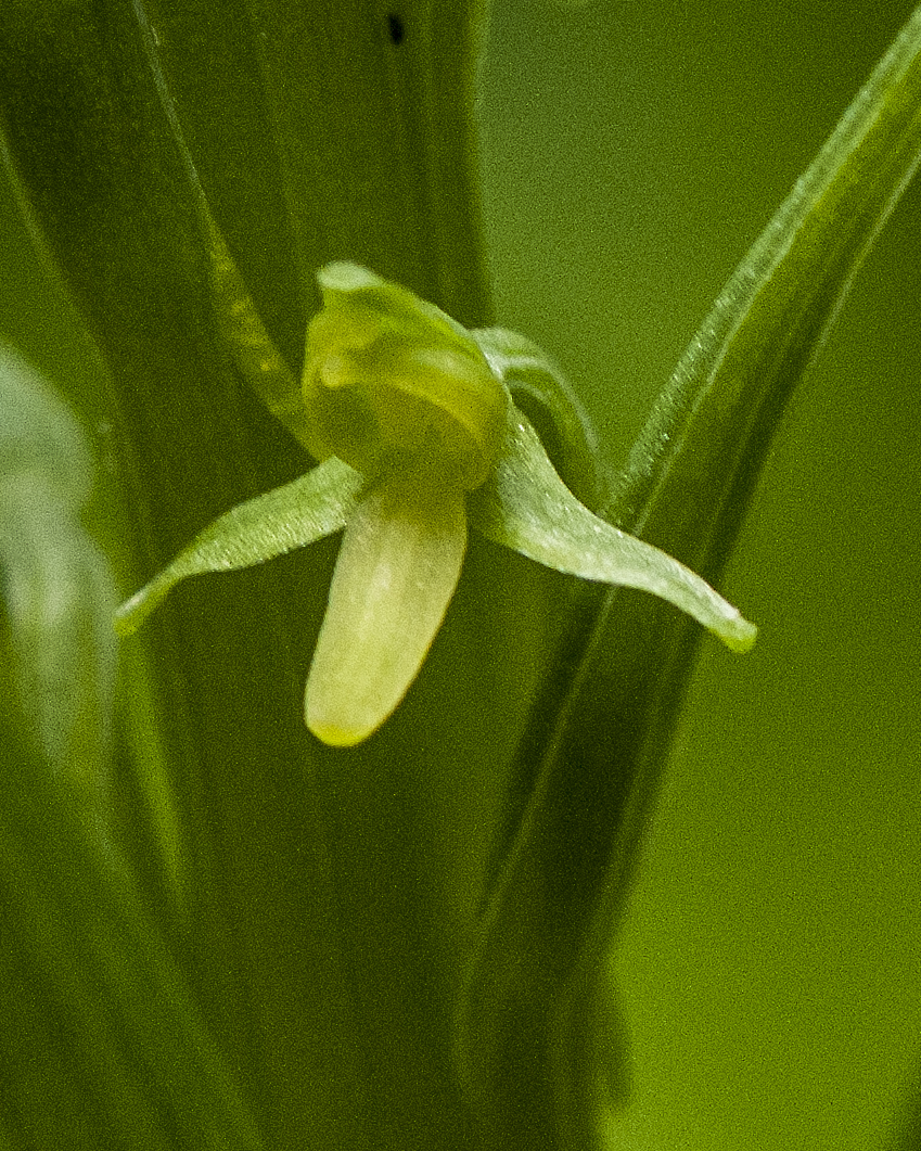 Bog Orchid Flower
