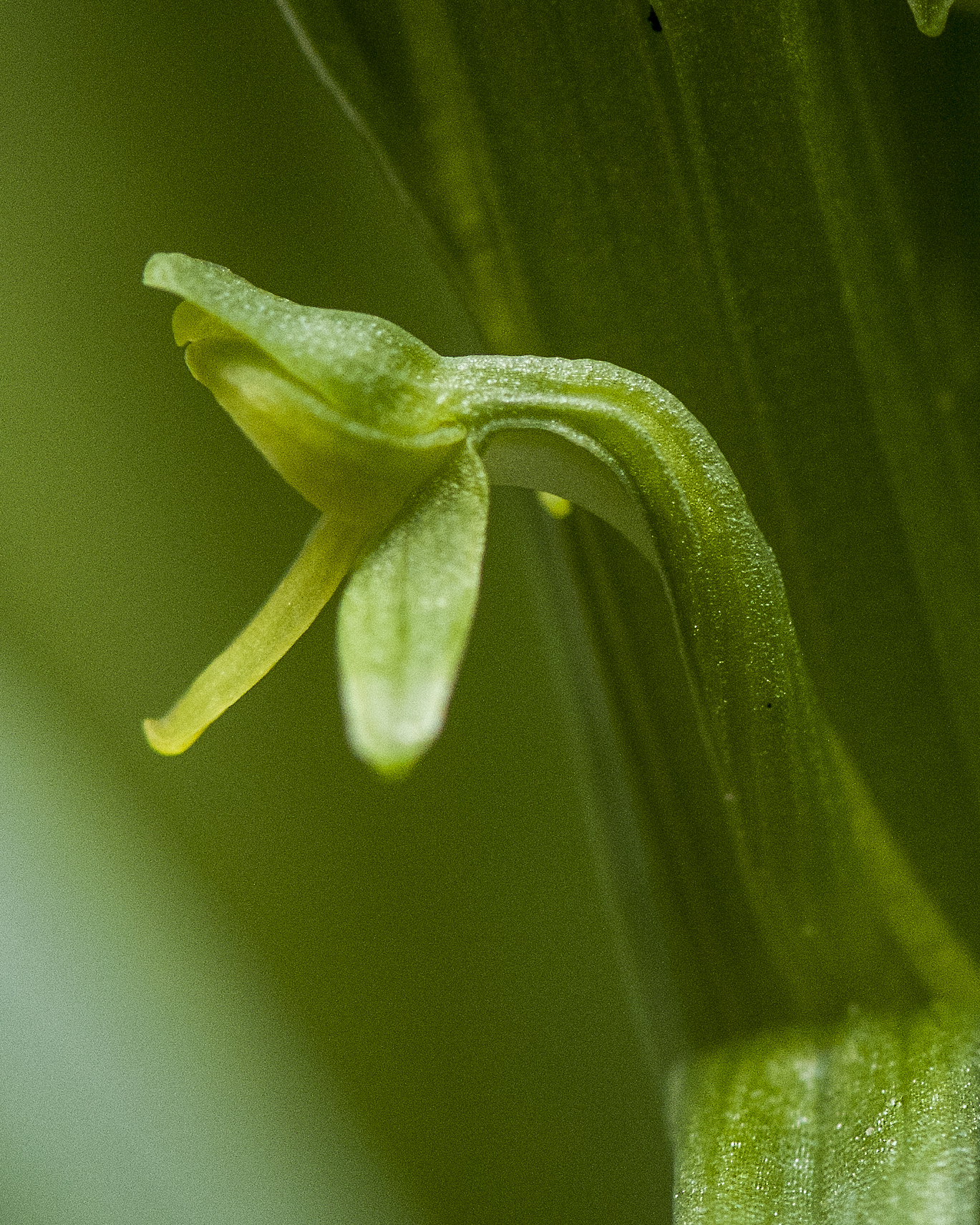 Bog Orchid Flower