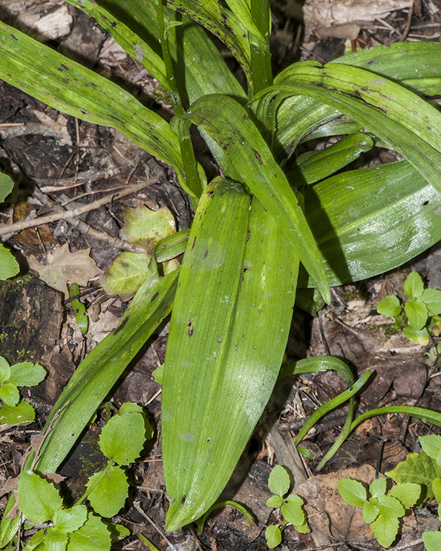 Bog Orchid Leaves