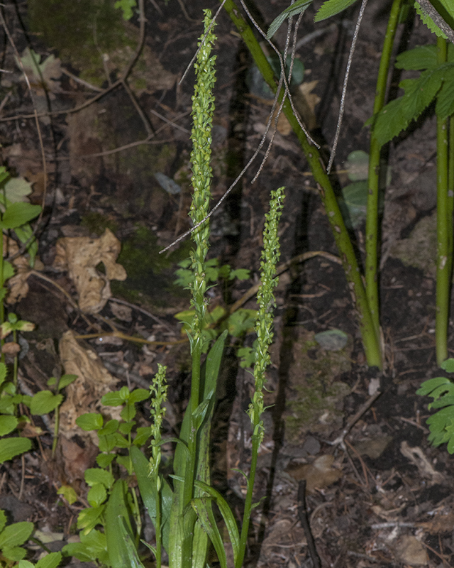 Bog Orchid Plant