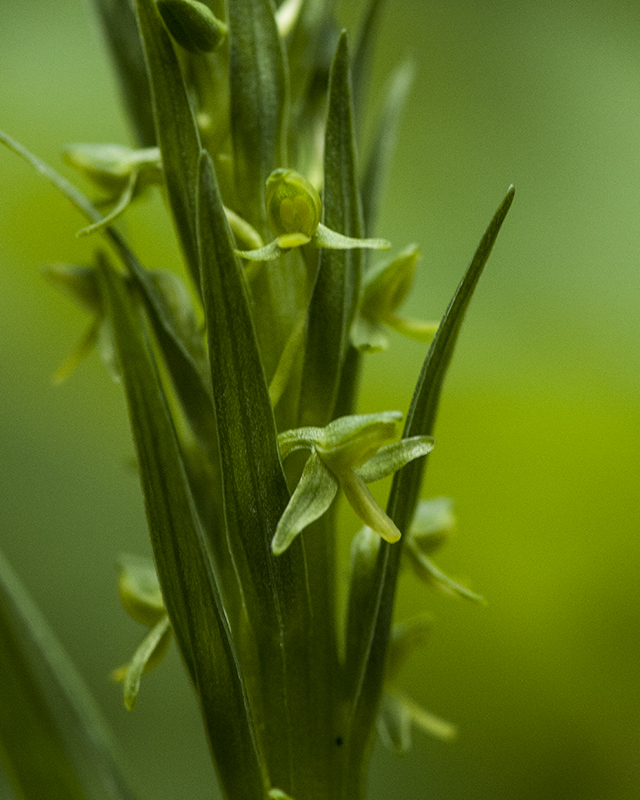 Bog Orchid Stem