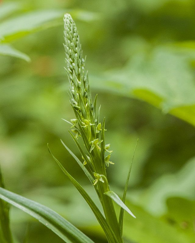 Bog Orchid Stem