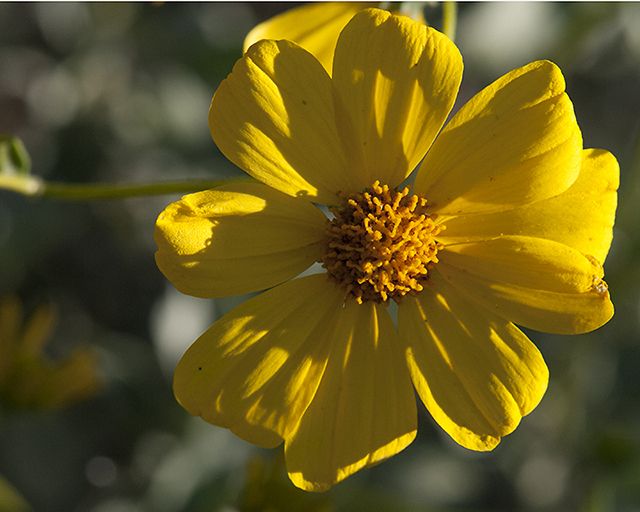 Brittlebush