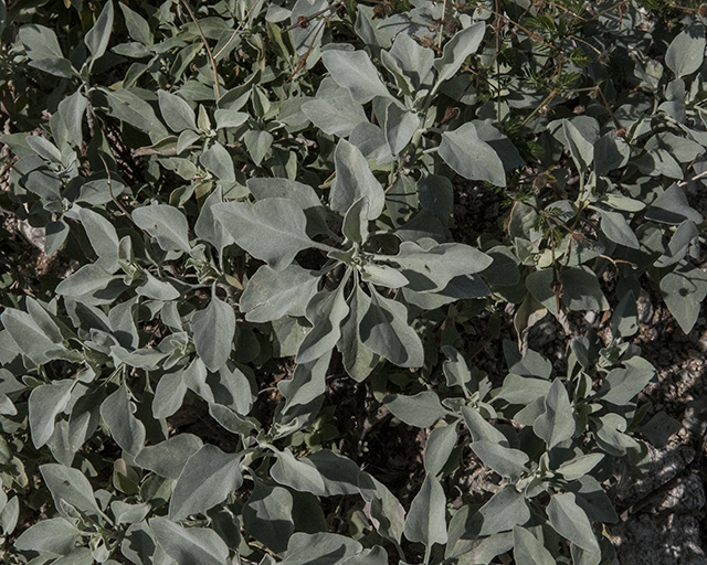 Brittlebush Leaves