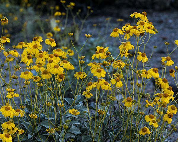 Brittlebush Stems