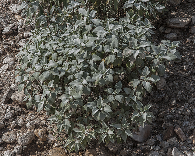 Brittlebush Plant