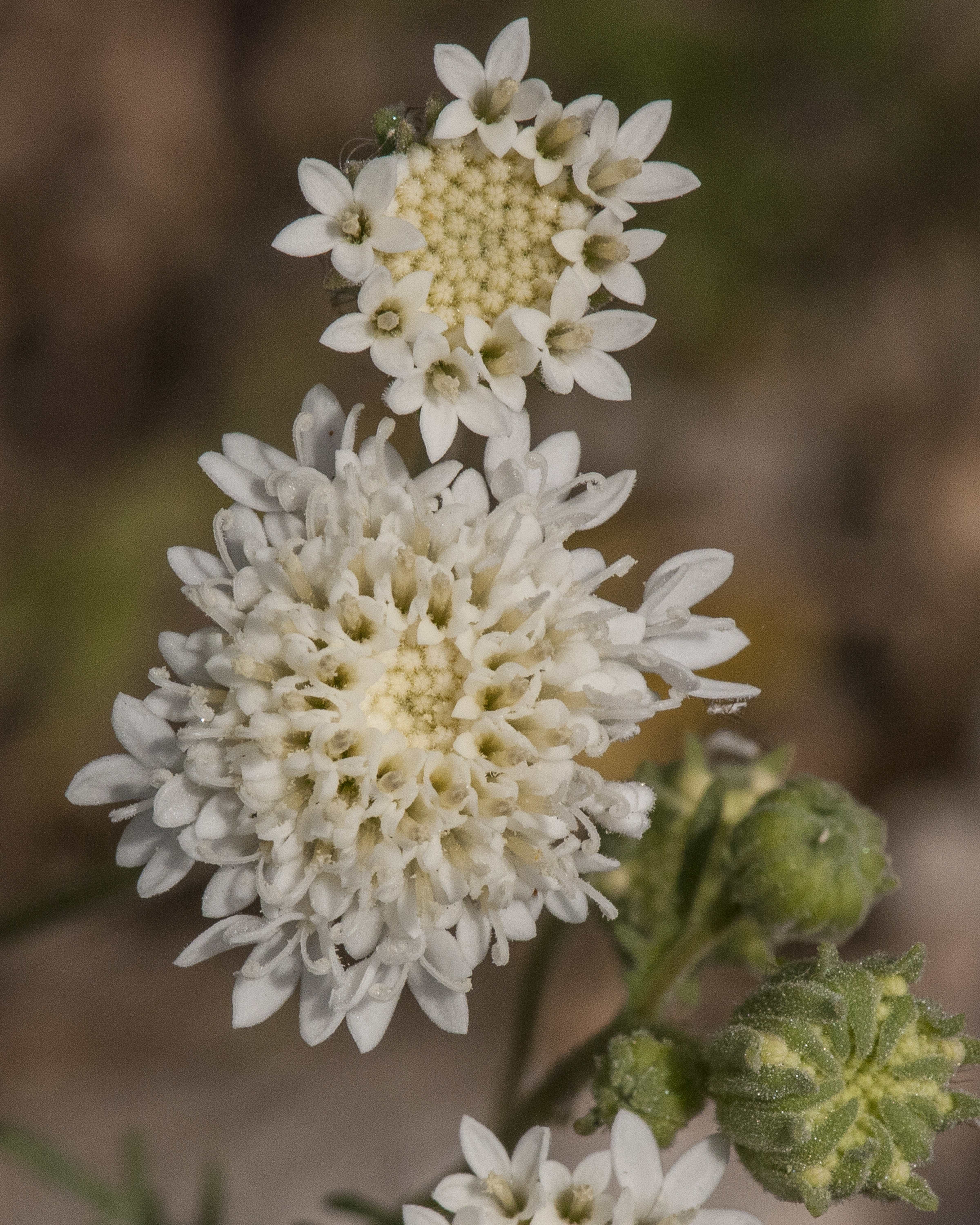Broad-Flower Pincushion Flower