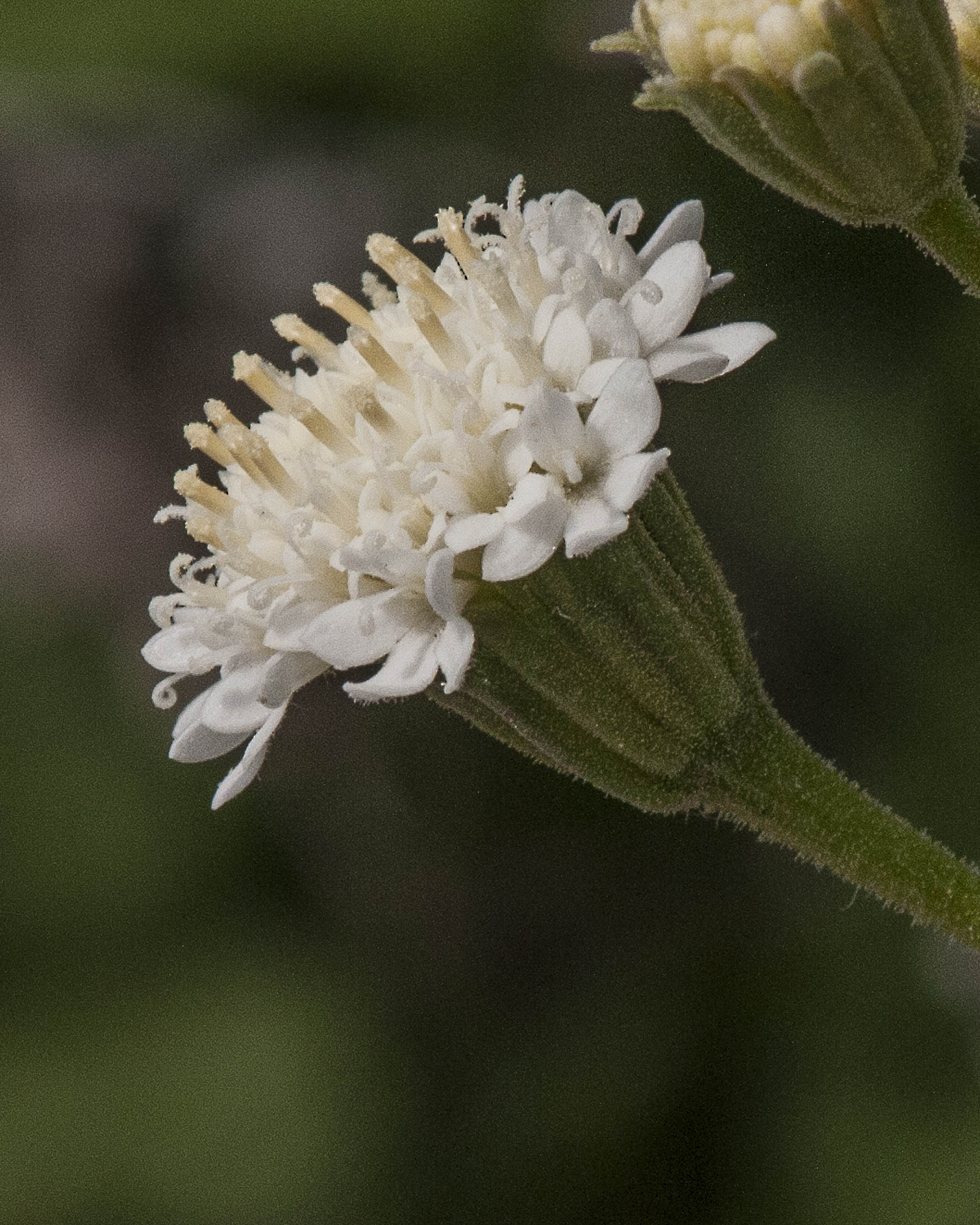 Broad-Flower Pincushion Flower