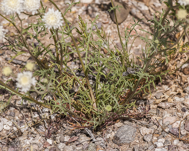 Broad-Flower Pincushion Leaves