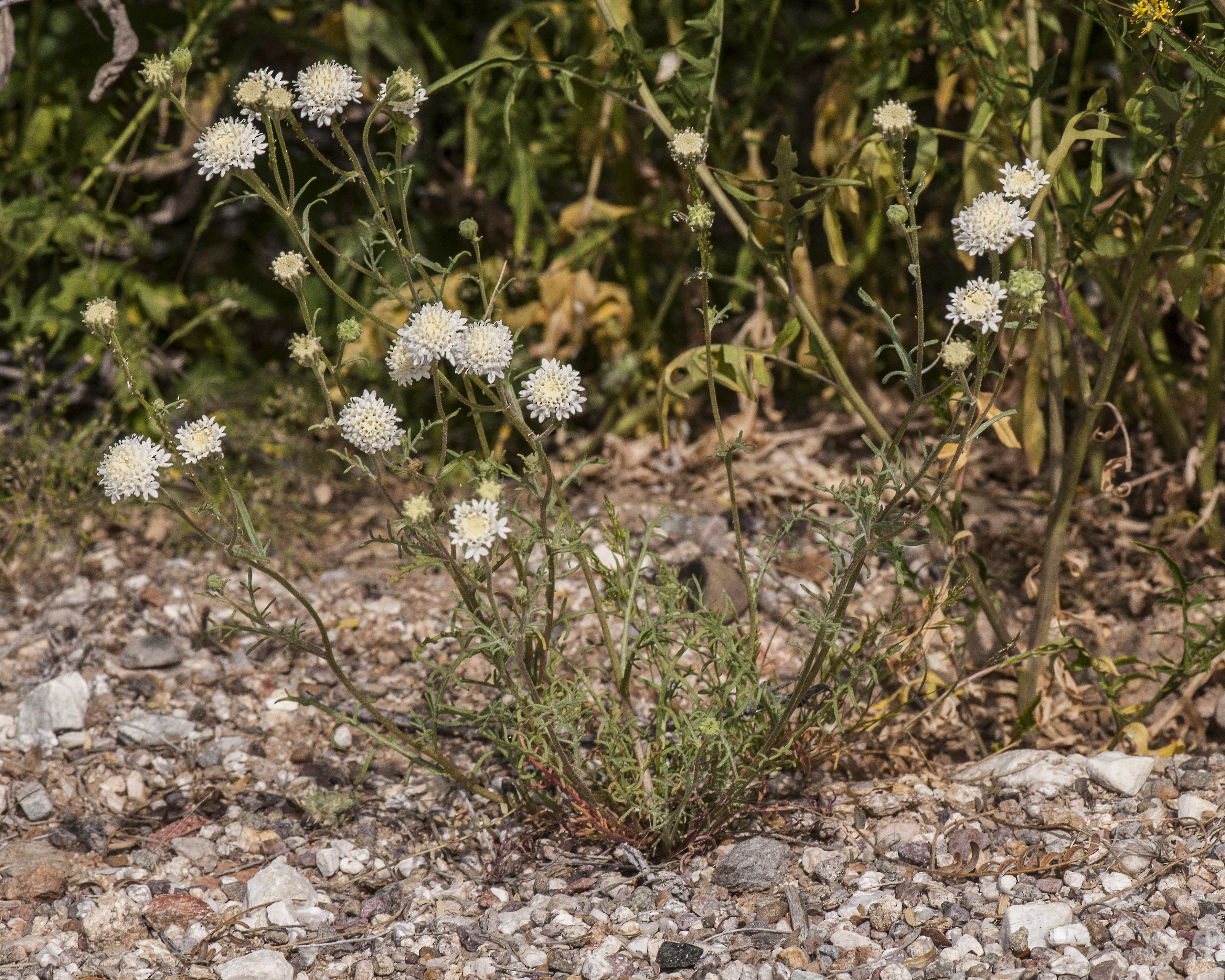 Broad-Flower Pincushion Plant