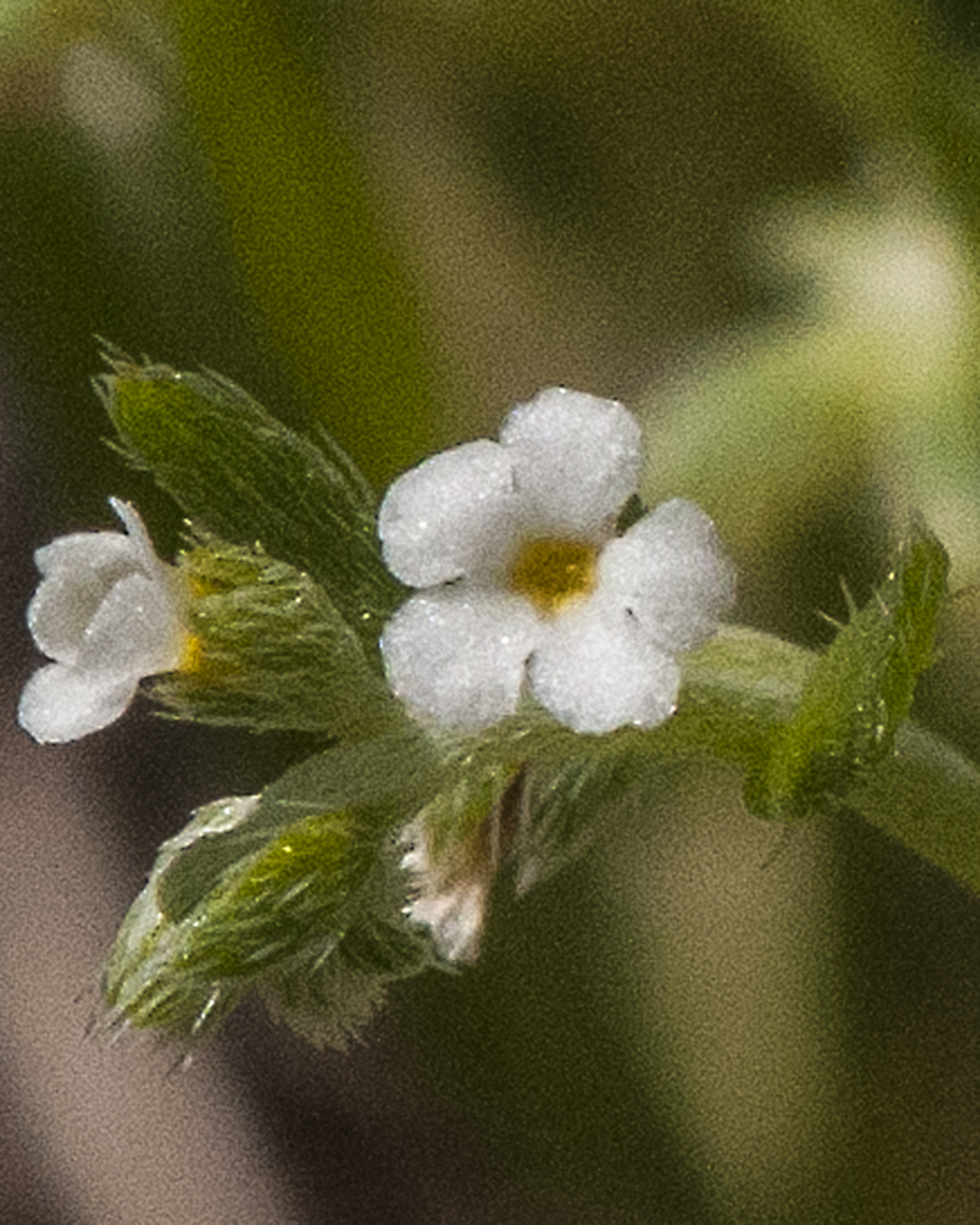 Broad Nut Comb-bur Flower