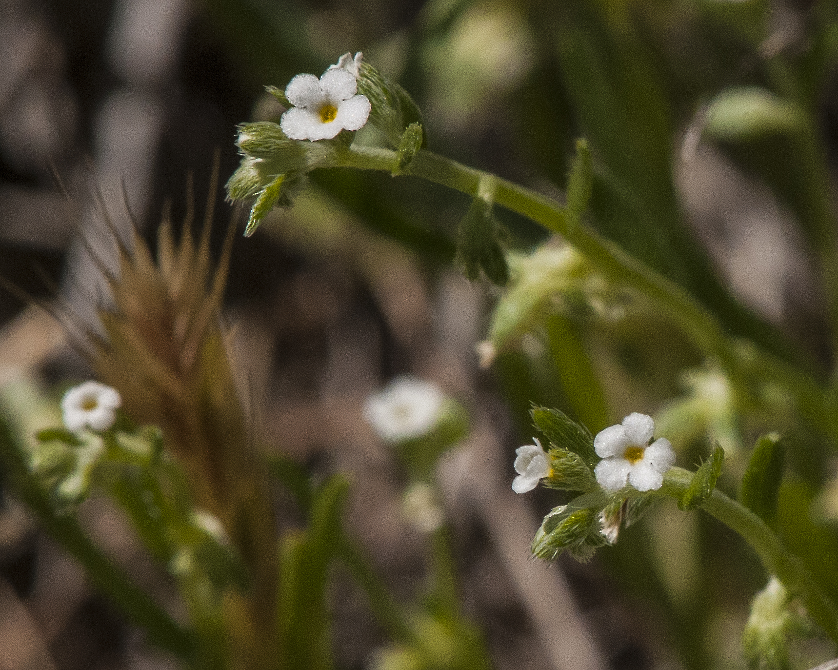 Broad Nut Comb-bur Flower