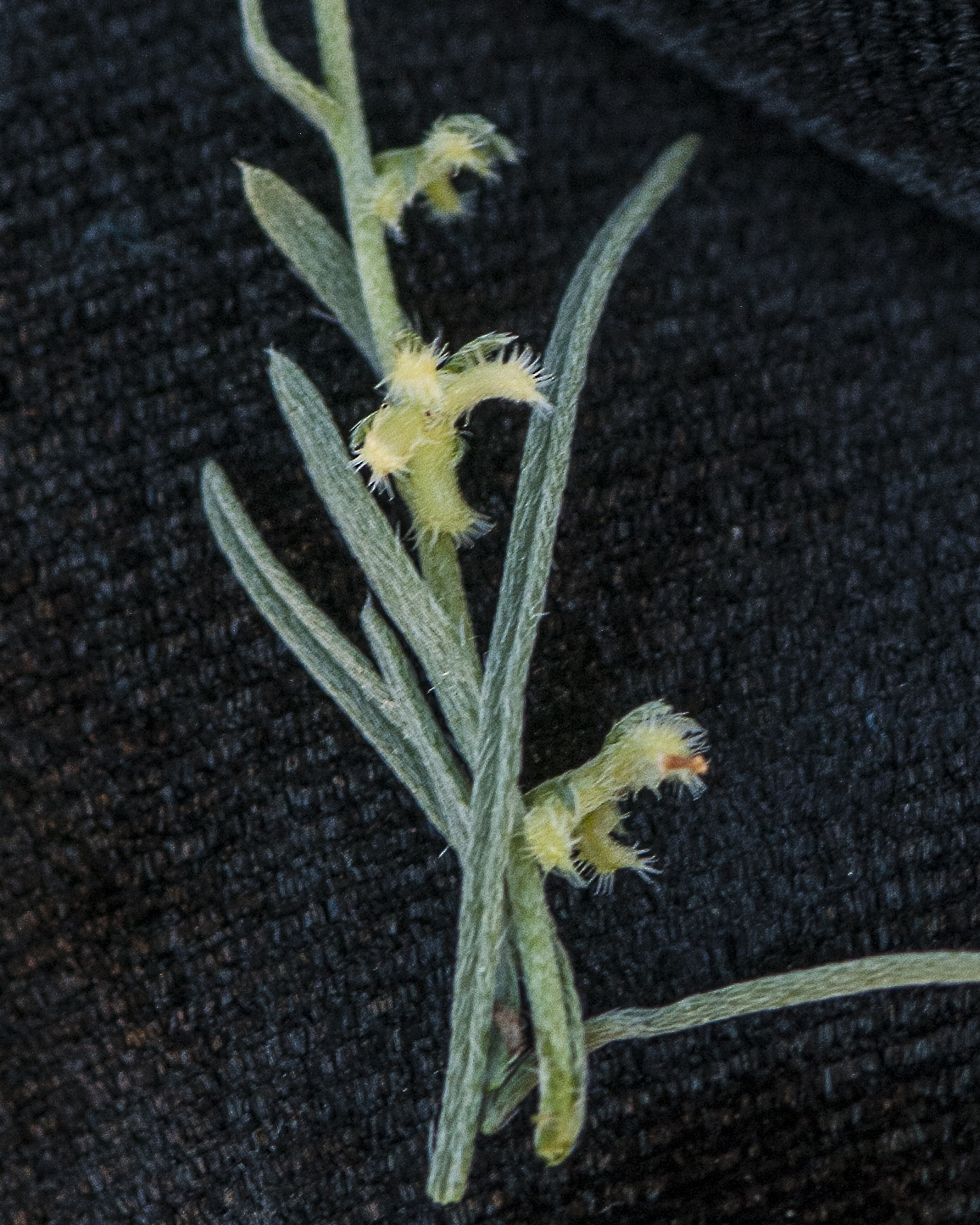 Broad Nut Comb-bur Fruit