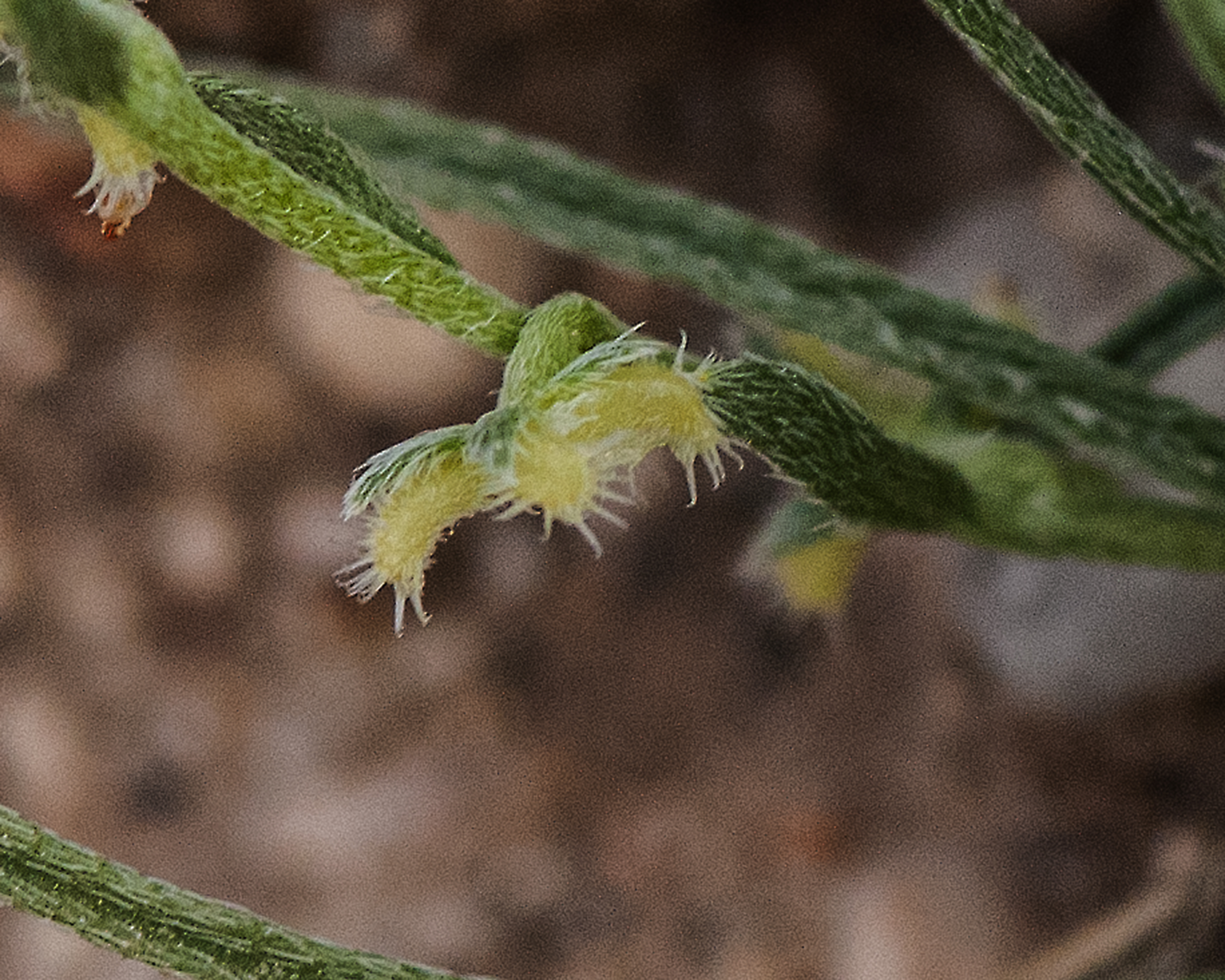 Broad Nut Comb-bur Fruit