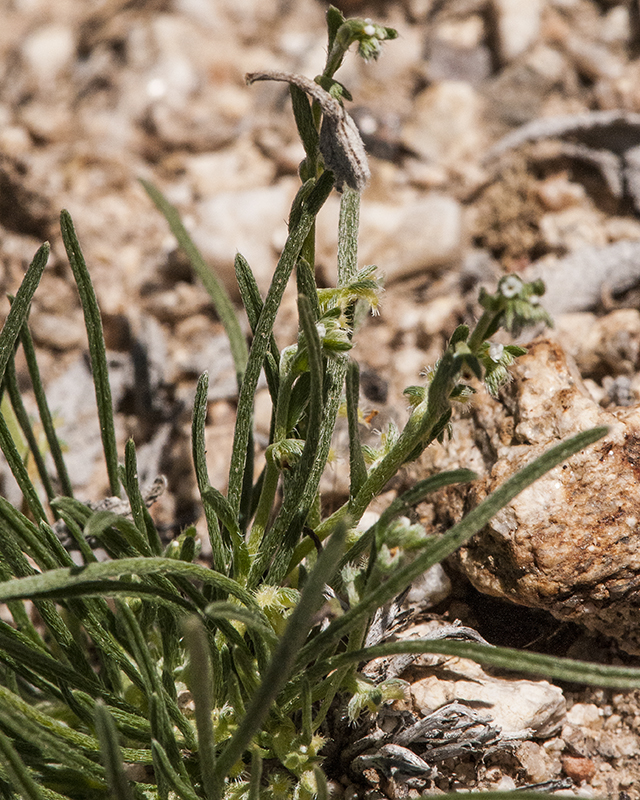 Broad Nut Comb-bur Leaves