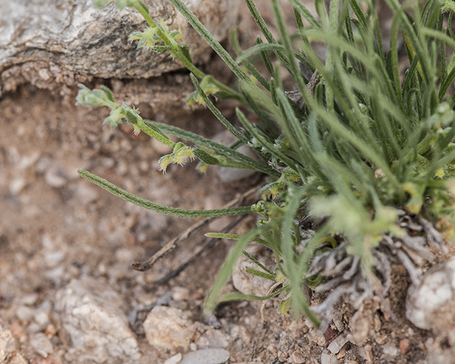 Broad Nut Comb-bur Leaves