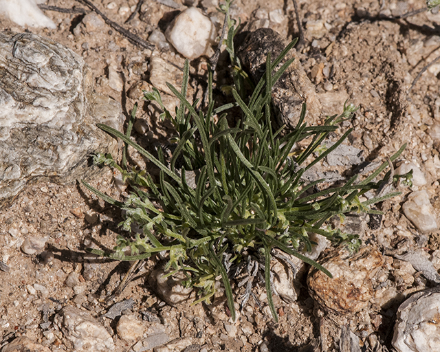 Broad Nut Comb-bur Plant