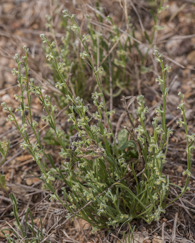 Broad Nut Combbur Plant
