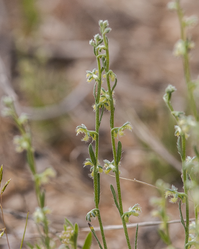 Broad Nut Combbur Stem
