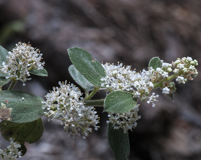 Buckbrush Flower