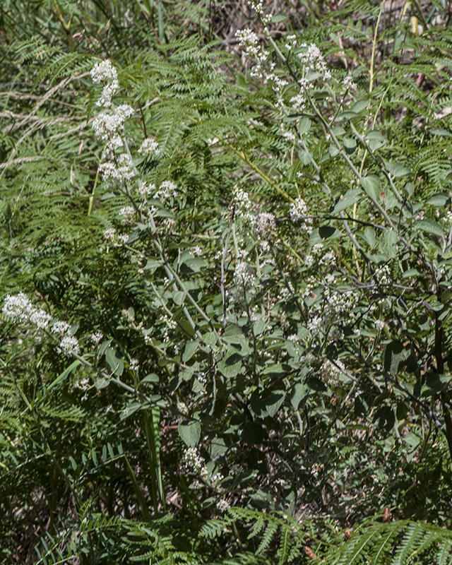Buckbrush Plant