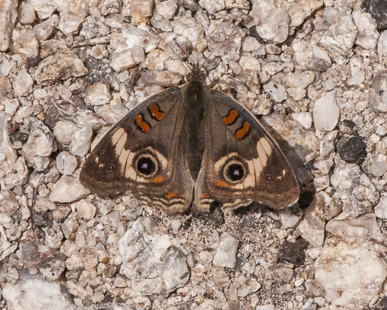 Common Buckeye