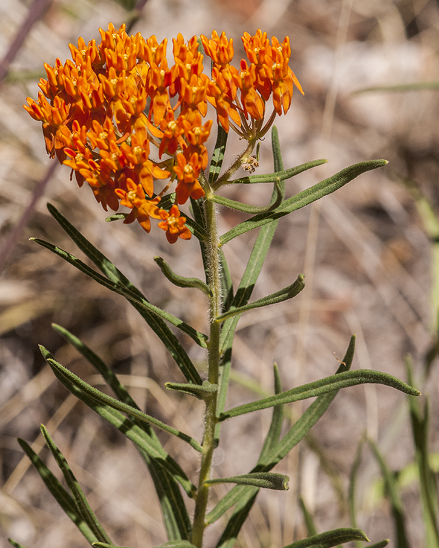 Butterfly Weed Stem