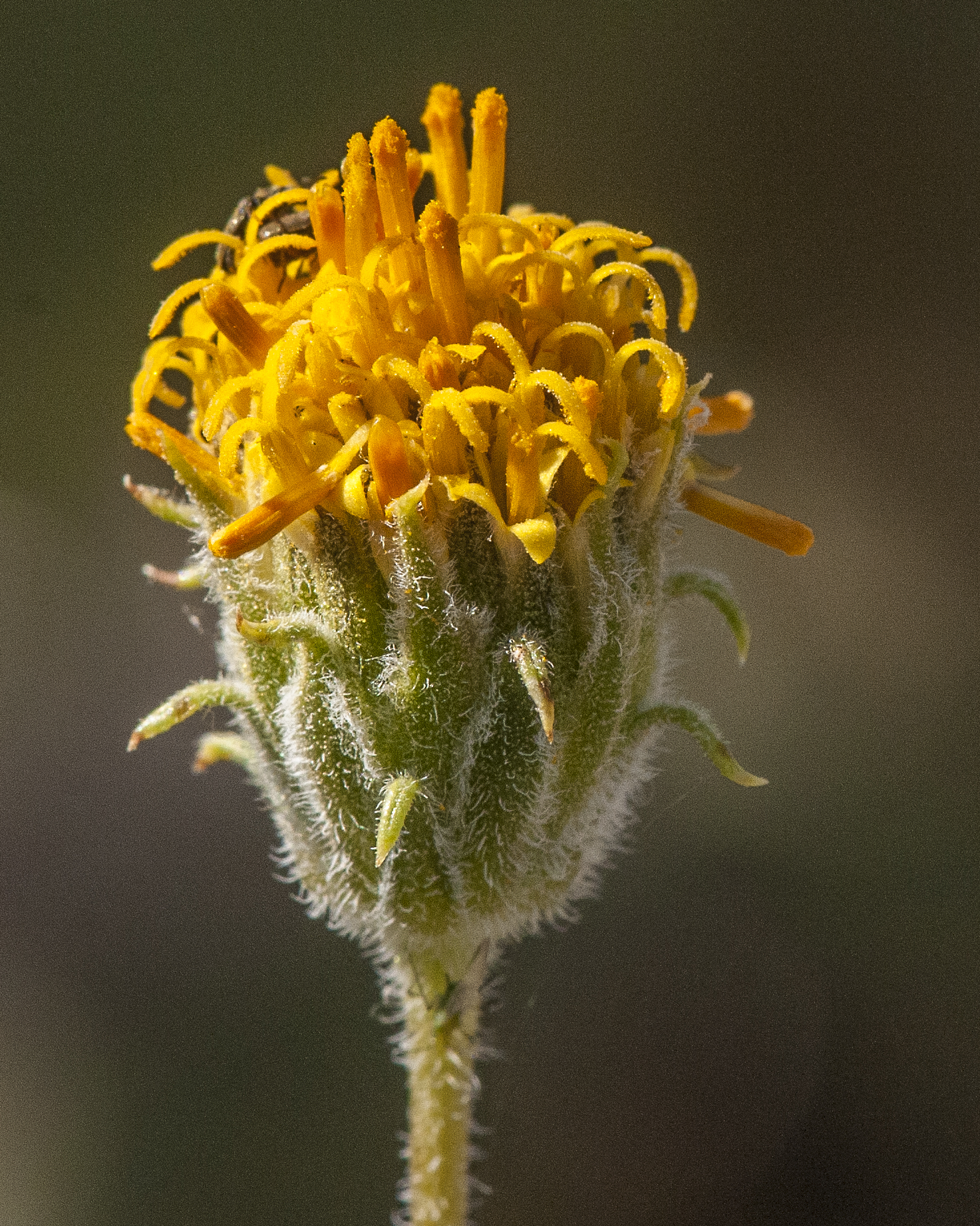 Button Brittlebush Flower