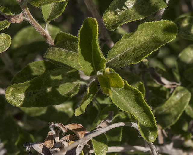 Button Brittlebush Leaves