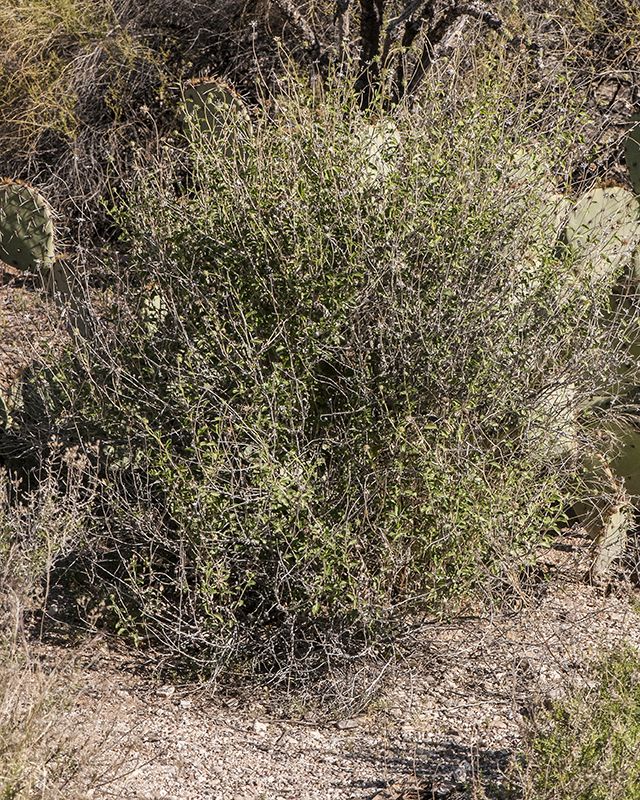 Button Brittlebush Plant
