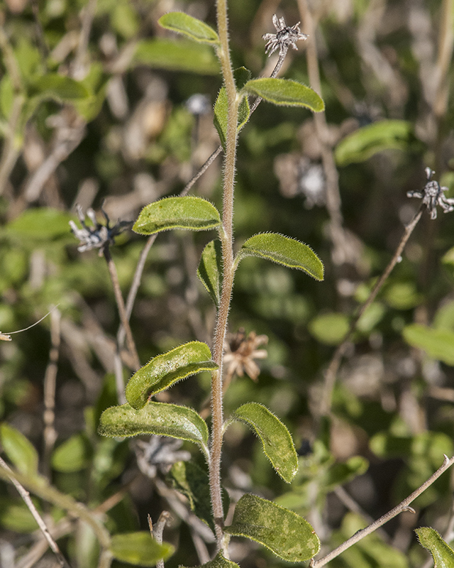 Button Brittlebush Stem