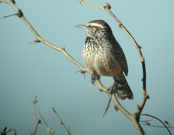 Cactus Wren