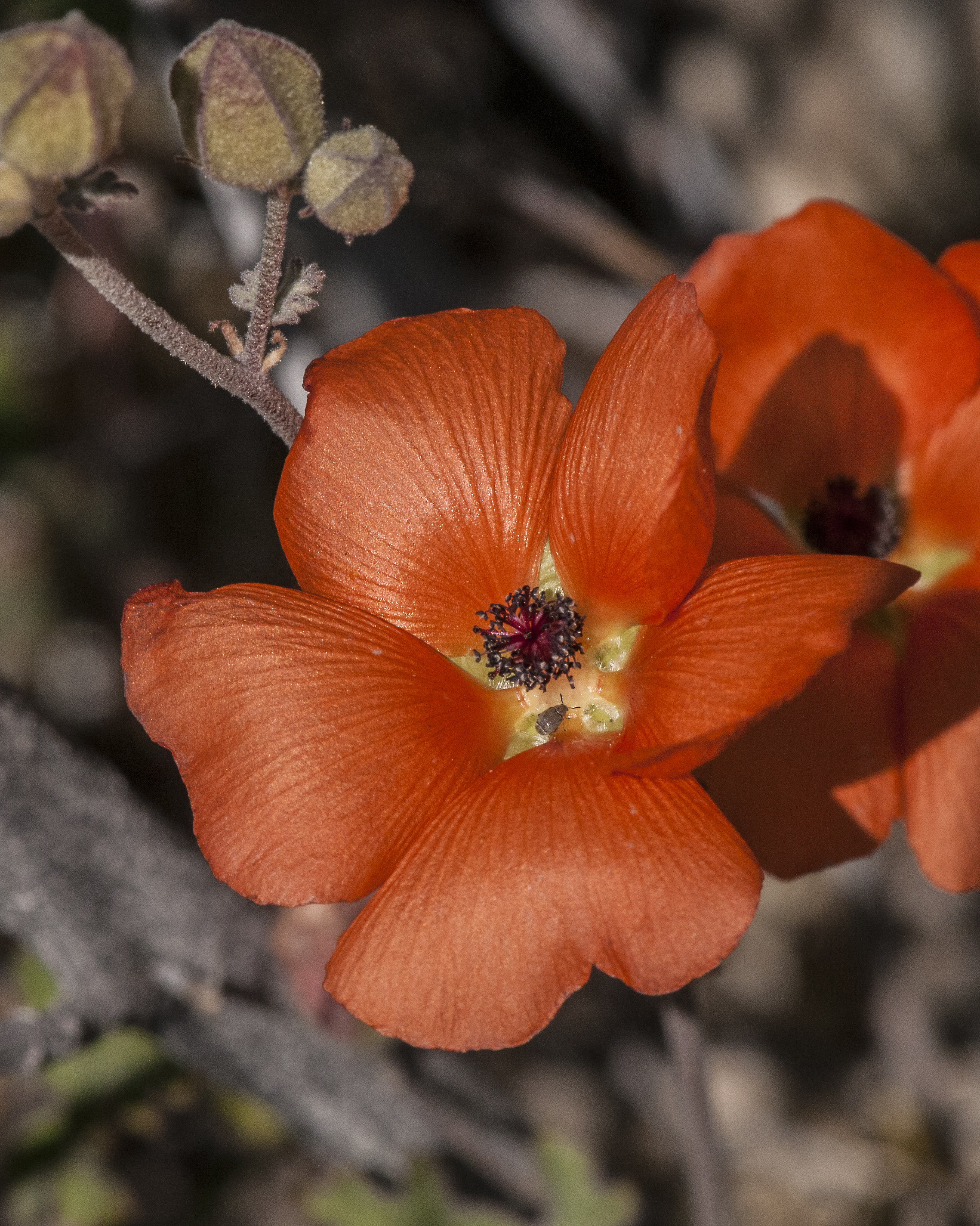 Caliche Globe Mallow Flower