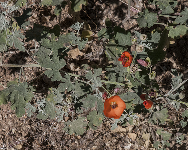 Caliche Globe Mallow Leaves