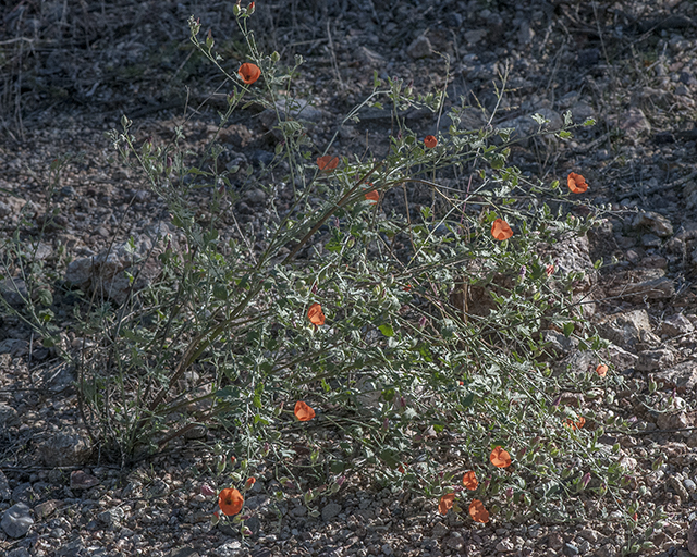 Caliche Globe Mallow Plant