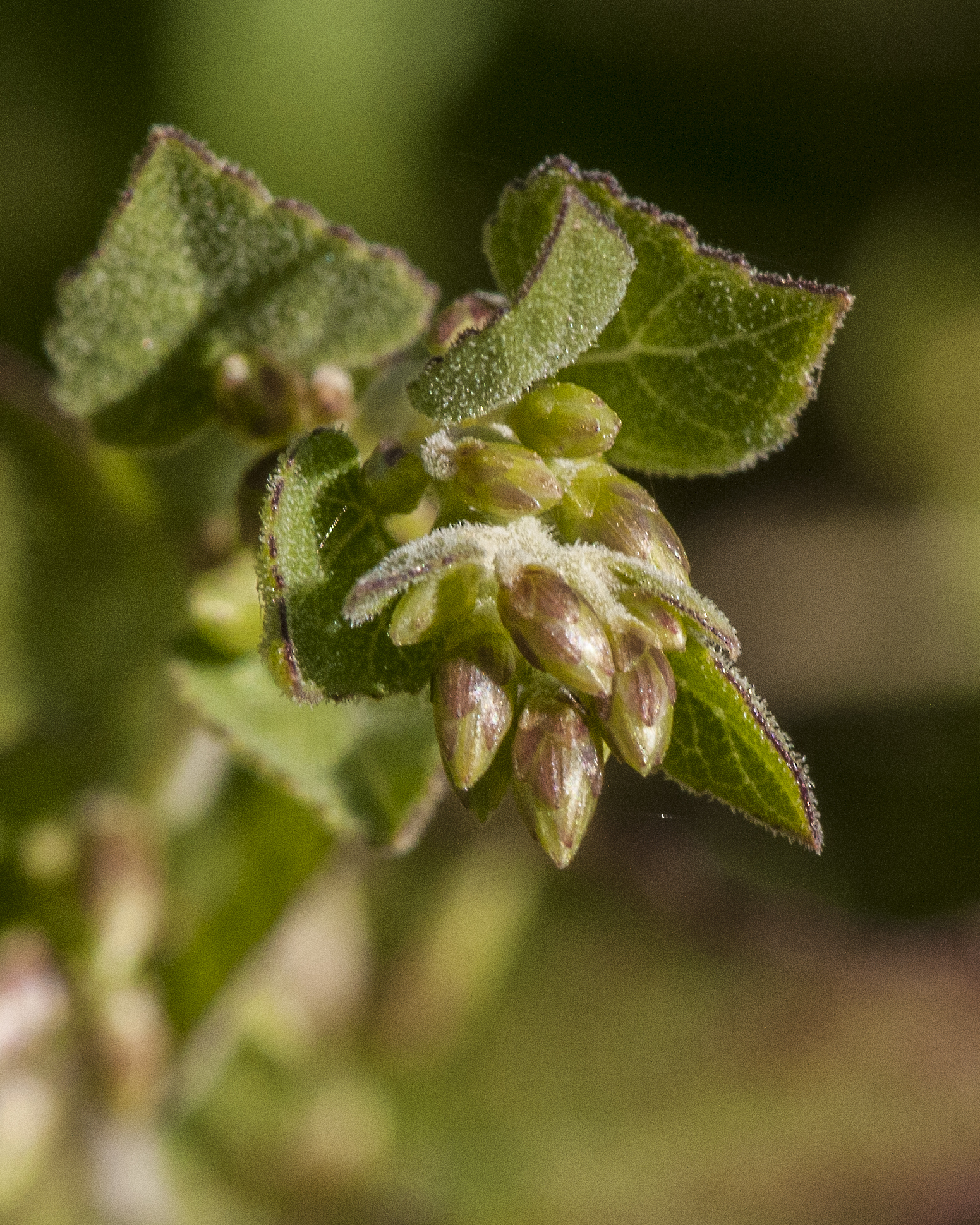 California Brickellbush Flower