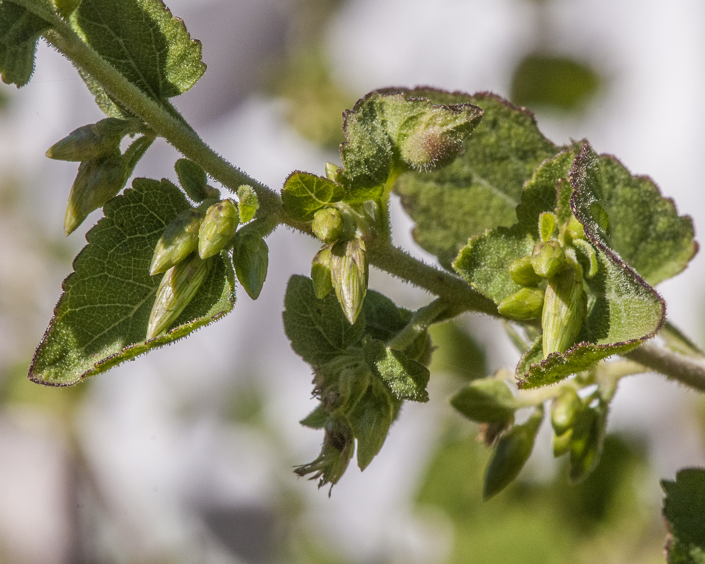 California Brickellbush Flower