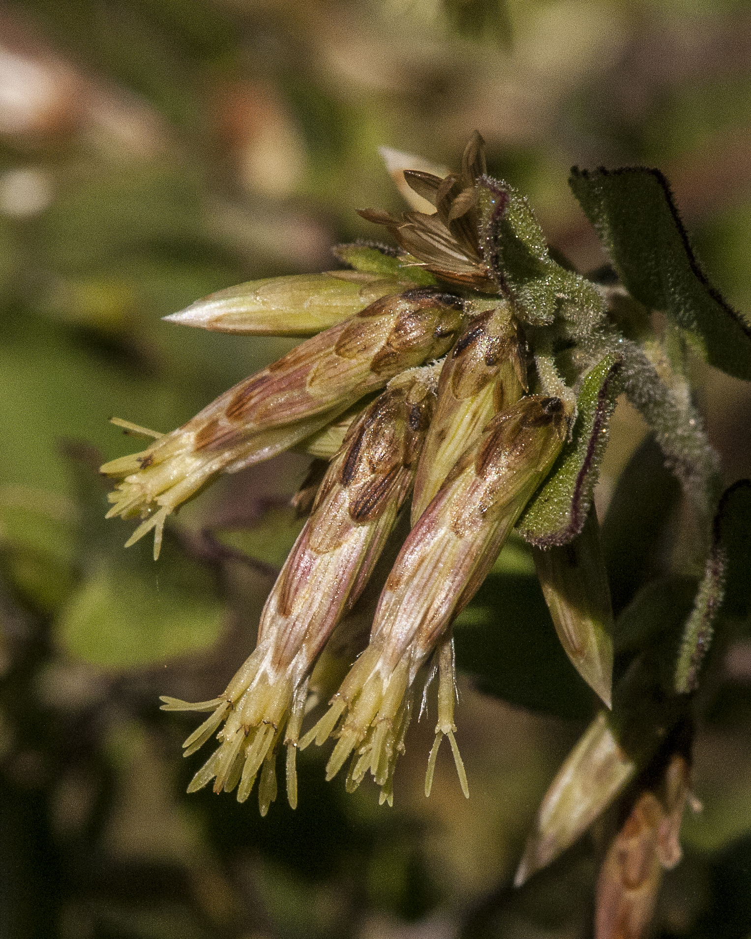 California Brickellbush Flower