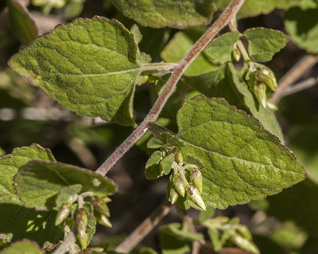 California Brickellbush Leaves