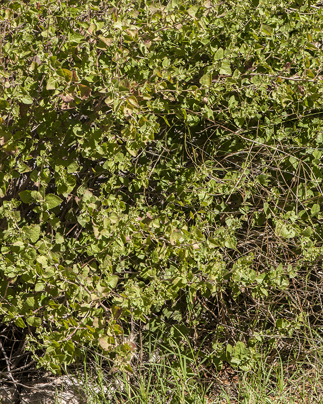 California Brickellbush Plant